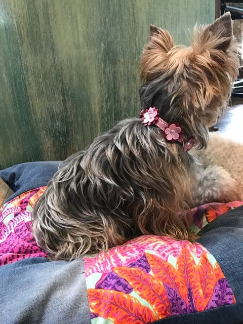 Dog Collar Models
