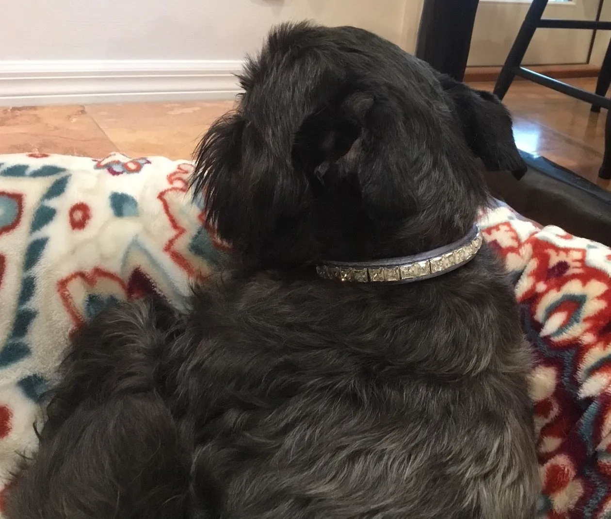 Dog Collar Models